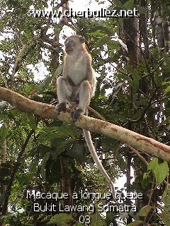 légende: Macaque a longue queue Bukit Lawang Sumatra 03
qualityCode=raw
sizeCode=half

Données de l'image originale:
Taille originale: 194871 bytes
Temps d'exposition: 1/300 s
Diaph: f/280/100
Heure de prise de vue: 2002:09:27 10:02:52
Flash: oui
Focale: 104/10 mm
